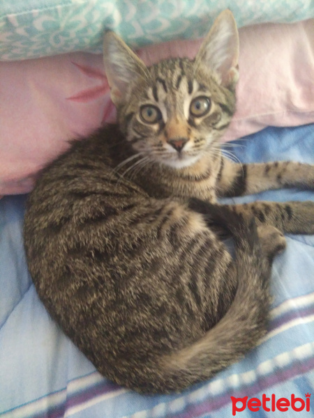 Tekir Kedi, Kedi  Garib fotoğrafı
