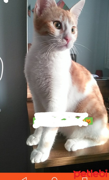 Tekir Kedi, Kedi  Şanslı fotoğrafı