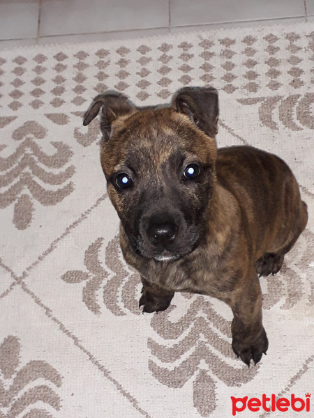 Amerikan Pitbull Terrier, Köpek  Karamel fotoğrafı