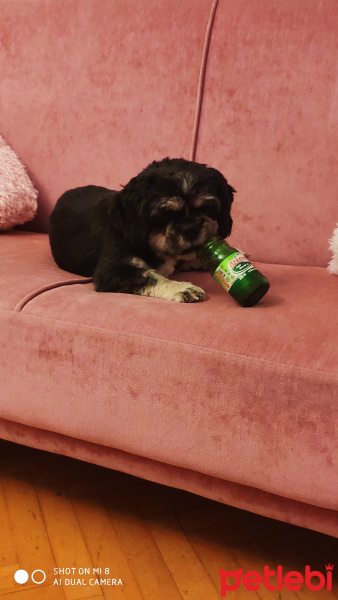 Shih Tzu, Köpek  Dino fotoğrafı