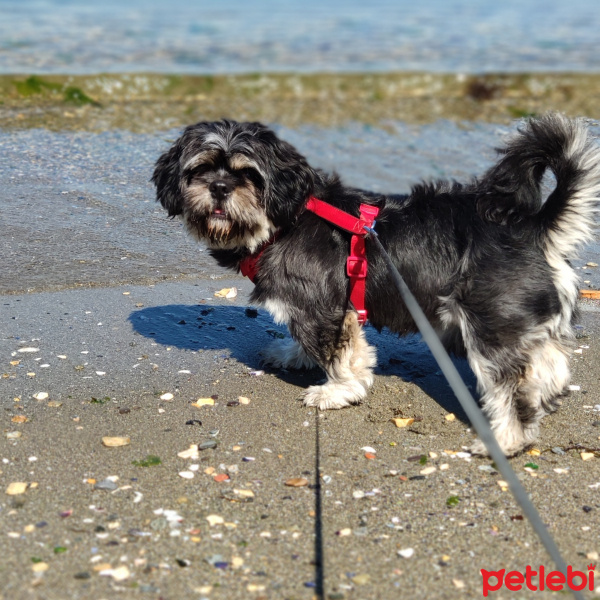 Shih Tzu, Köpek  Dino fotoğrafı
