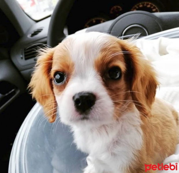 Cavalier King Charles Spanieli, Köpek  Pepper fotoğrafı