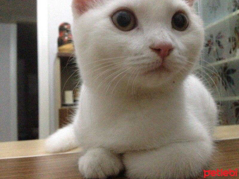 Scottish Fold, Kedi  Zeynep Pamuk fotoğrafı