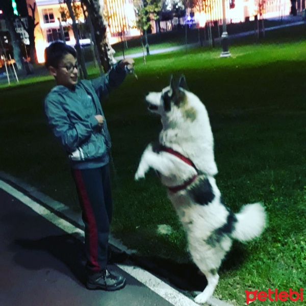 Sibirya Kurdu (Husky), Köpek  Tomy fotoğrafı