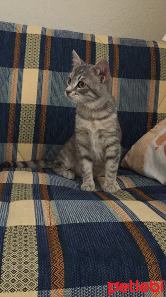 Tekir Kedi, Kedi  Maya fotoğrafı