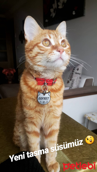 Sarman, Kedi  Gofret fotoğrafı