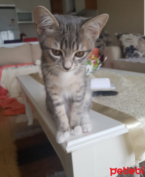 Tekir Kedi, Kedi  Karamel fotoğrafı