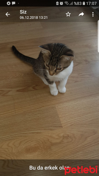 Tekir Kedi, Kedi  Tosuncuk fotoğrafı