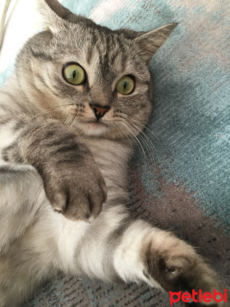 Scottish Fold, Kedi  Minnoş fotoğrafı