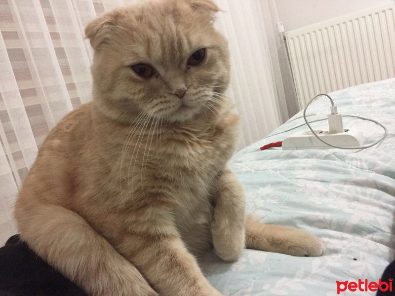 Scottish Fold, Kedi  Leo fotoğrafı