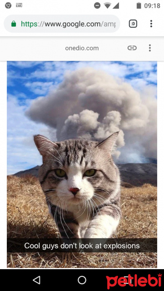 American Curl, Kedi  Karamel fotoğrafı