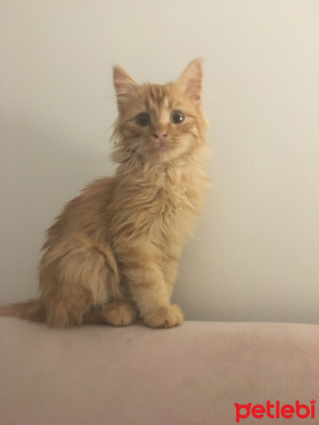 Sarman, Kedi  Tudi fotoğrafı