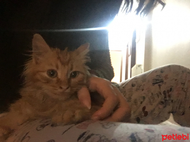 Sarman, Kedi  Tudi fotoğrafı