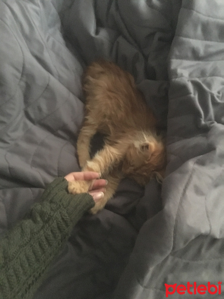 Sarman, Kedi  Tudi fotoğrafı