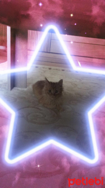 Sarman, Kedi  Tudi fotoğrafı