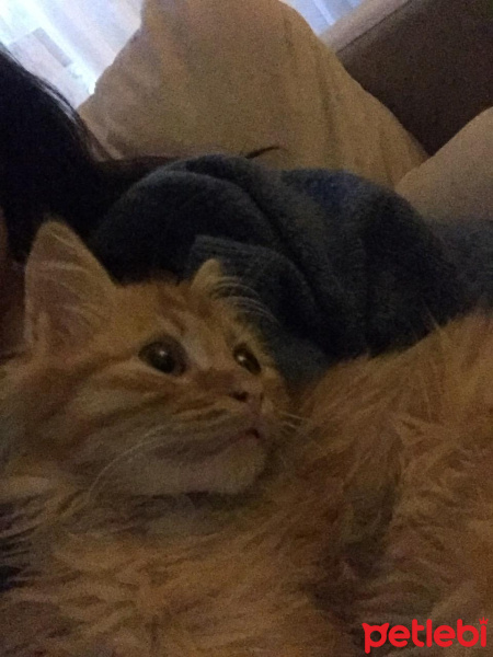 Sarman, Kedi  Tudi fotoğrafı