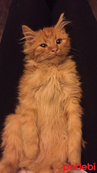 Sarman, Kedi  Tudi fotoğrafı