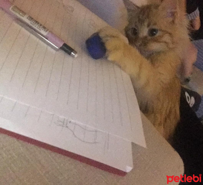 Sarman, Kedi  Tudi fotoğrafı