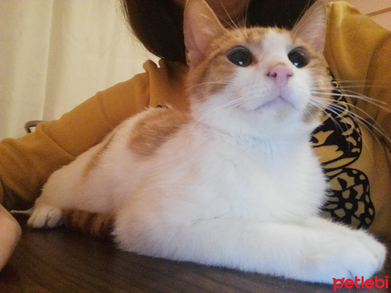 Sarman, Kedi  Patates fotoğrafı