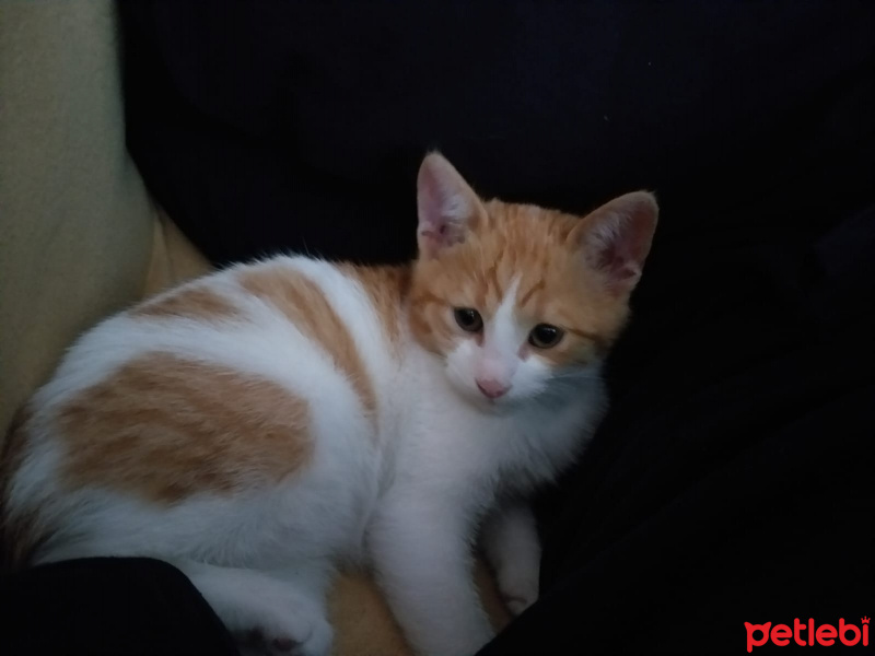 Sarman, Kedi  Patates fotoğrafı