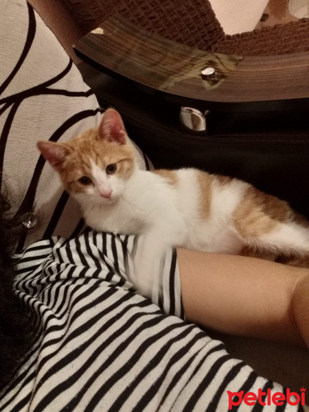 Sarman, Kedi  Patates fotoğrafı