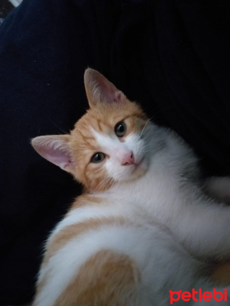 Sarman, Kedi  Patates fotoğrafı