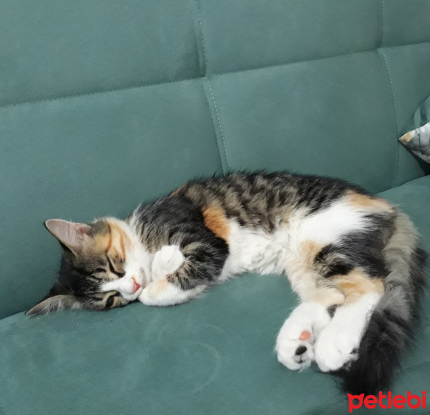 Tekir Kedi, Kedi  Şeker fotoğrafı