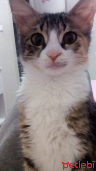 Tekir Kedi, Kedi  Şeker fotoğrafı
