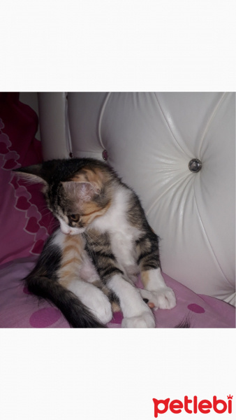 Tekir Kedi, Kedi  Şeker fotoğrafı