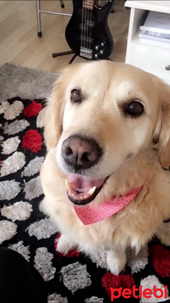 Golden Retriever, Köpek  Çilek fotoğrafı