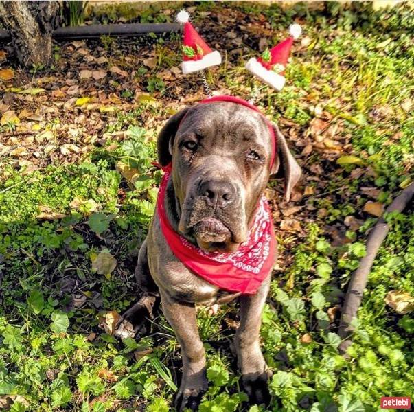 Cane Corso Italiano, Köpek  Zeus fotoğrafı