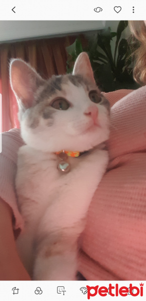 Tekir Kedi, Kedi  Karamel fotoğrafı