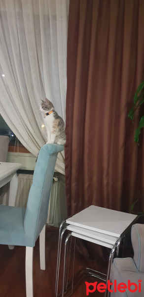 Tekir Kedi, Kedi  Karamel fotoğrafı