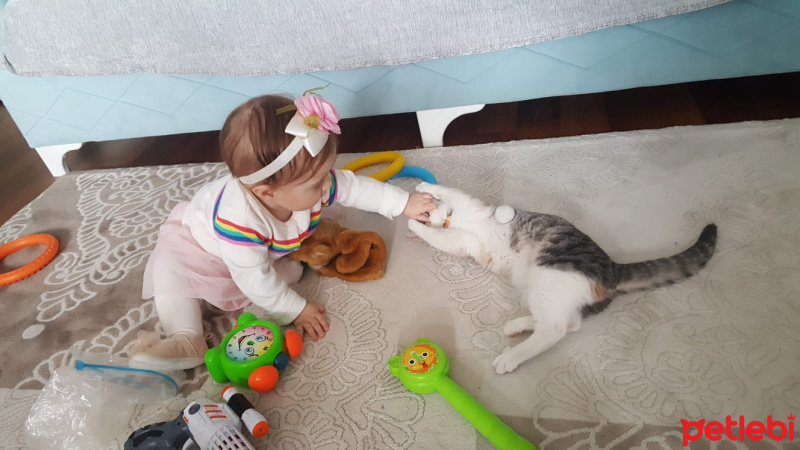 Tekir Kedi, Kedi  Karamel fotoğrafı