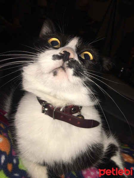 Tuxedo (Smokin) Kedi, Kedi  Pazzu fotoğrafı