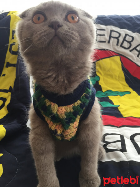 Scottish Fold, Kedi  Leo fotoğrafı