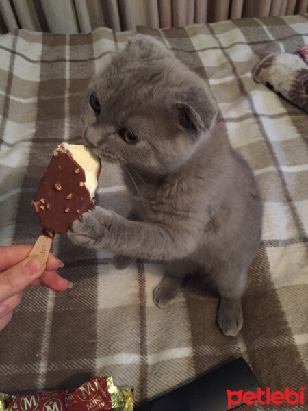 Scottish Fold, Kedi  Leo fotoğrafı