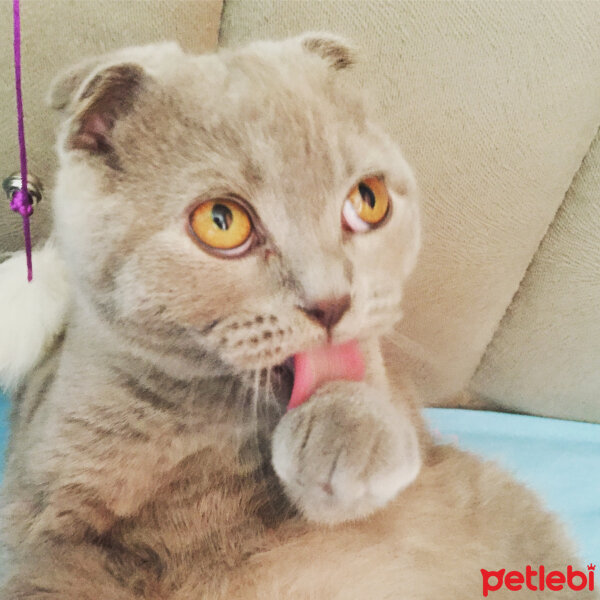 Scottish Fold, Kedi  Leo fotoğrafı