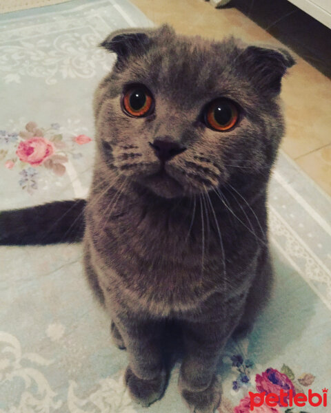 Scottish Fold, Kedi  Leo fotoğrafı