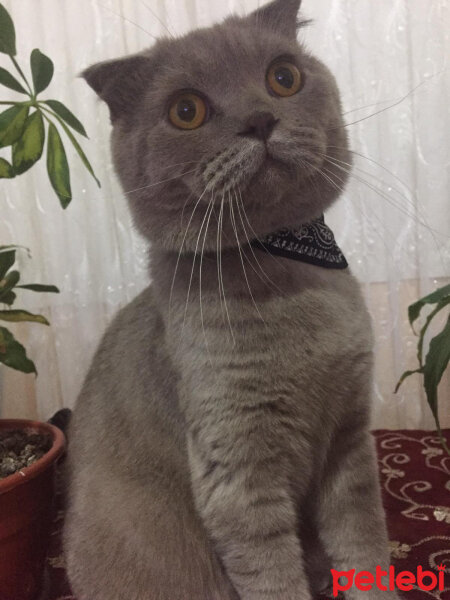 Scottish Fold, Kedi  Leo fotoğrafı