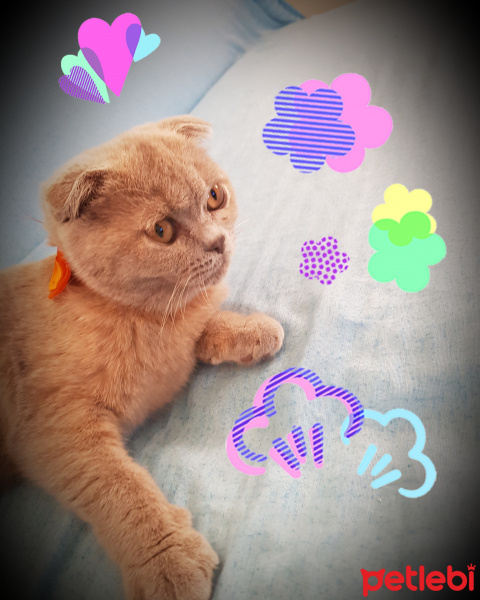 Scottish Fold, Kedi  Kiraz fotoğrafı