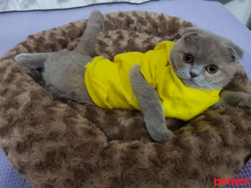 Scottish Fold, Kedi  Kiraz fotoğrafı