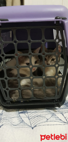 Tekir Kedi, Kedi  Yuvasızlar fotoğrafı