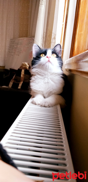 Tuxedo (Smokin) Kedi, Kedi  Müezza fotoğrafı