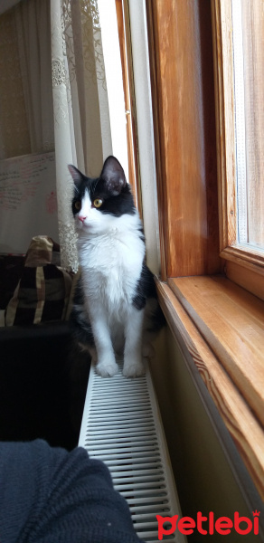 Tuxedo (Smokin) Kedi, Kedi  Müezza fotoğrafı