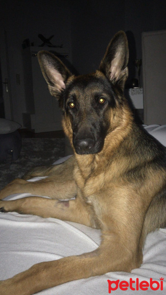 Alman Çoban Köpeği, Köpek  Zeus fotoğrafı