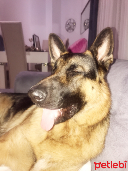 Alman Çoban Köpeği, Köpek  Zeus fotoğrafı