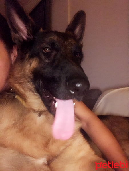 Alman Çoban Köpeği, Köpek  Zeus fotoğrafı