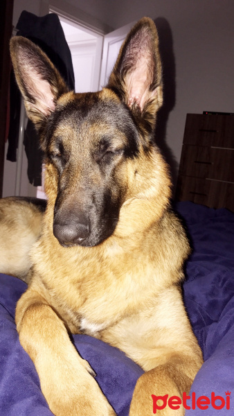 Alman Çoban Köpeği, Köpek  Zeus fotoğrafı
