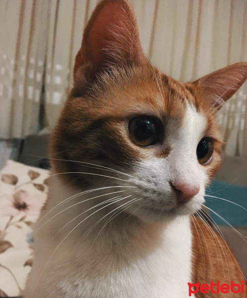 İran Kedisi (Persian), Kedi  Kenzo fotoğrafı